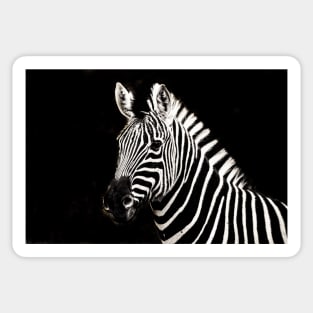 Zebra : Monochromatic | Black and White Series Sticker